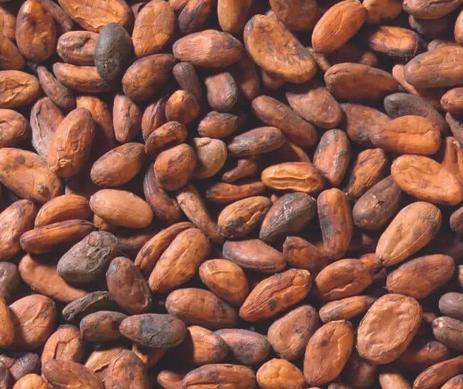 cocoa beans close up 654x639 1